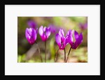 Wild botanical Cyclamen flowers by Anonymous