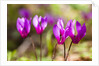 Wild botanical Cyclamen flowers by Anonymous