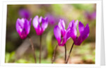 Wild botanical Cyclamen flowers by Anonymous
