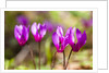 Wild botanical Cyclamen flowers by Anonymous