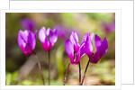 Wild botanical Cyclamen flowers by Anonymous
