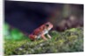 Fowler's toad by Anonymous