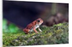 Fowler's toad by Anonymous