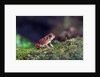 Fowler's toad by Anonymous