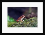 Fowler's toad by Anonymous
