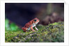 Fowler's toad by Anonymous