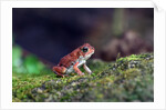 Fowler's toad by Anonymous