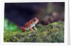 Fowler's toad by Anonymous