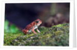 Fowler's toad by Anonymous