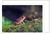 Fowler's toad by Anonymous