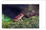 Fowler's toad by Anonymous