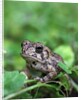 Fowler's toad by Anonymous