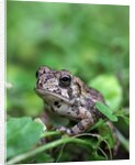 Fowler's toad by Anonymous