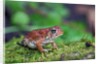 Fowler's toad by Anonymous