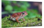 Fowler's toad by Anonymous