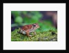 Fowler's toad by Anonymous