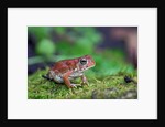 Fowler's toad by Anonymous