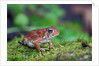 Fowler's toad by Anonymous