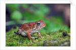 Fowler's toad by Anonymous