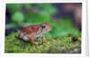 Fowler's toad by Anonymous
