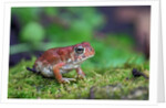 Fowler's toad by Anonymous