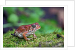 Fowler's toad by Anonymous
