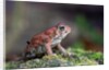 Fowler's toad by Anonymous
