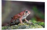 Fowler's toad by Anonymous