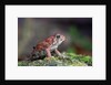 Fowler's toad by Anonymous