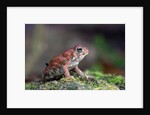 Fowler's toad by Anonymous