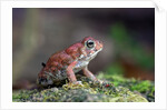 Fowler's toad by Anonymous