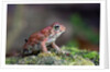 Fowler's toad by Anonymous