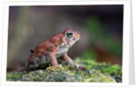 Fowler's toad by Anonymous