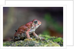 Fowler's toad by Anonymous