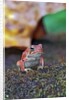 Fowler's toad by Anonymous