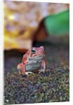 Fowler's toad by Anonymous