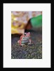 Fowler's toad by Anonymous