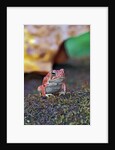 Fowler's toad by Anonymous