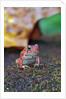 Fowler's toad by Anonymous
