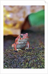 Fowler's toad by Anonymous