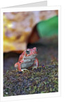 Fowler's toad by Anonymous
