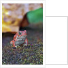 Fowler's toad by Anonymous