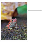 Fowler's toad by Anonymous