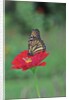 Monarch butterfly on flower by Anonymous
