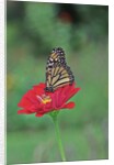 Monarch butterfly on flower by Anonymous