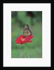 Monarch butterfly on flower by Anonymous