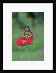 Monarch butterfly on flower by Anonymous