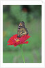 Monarch butterfly on flower by Anonymous