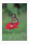 Monarch butterfly on flower by Anonymous
