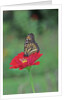 Monarch butterfly on flower by Anonymous